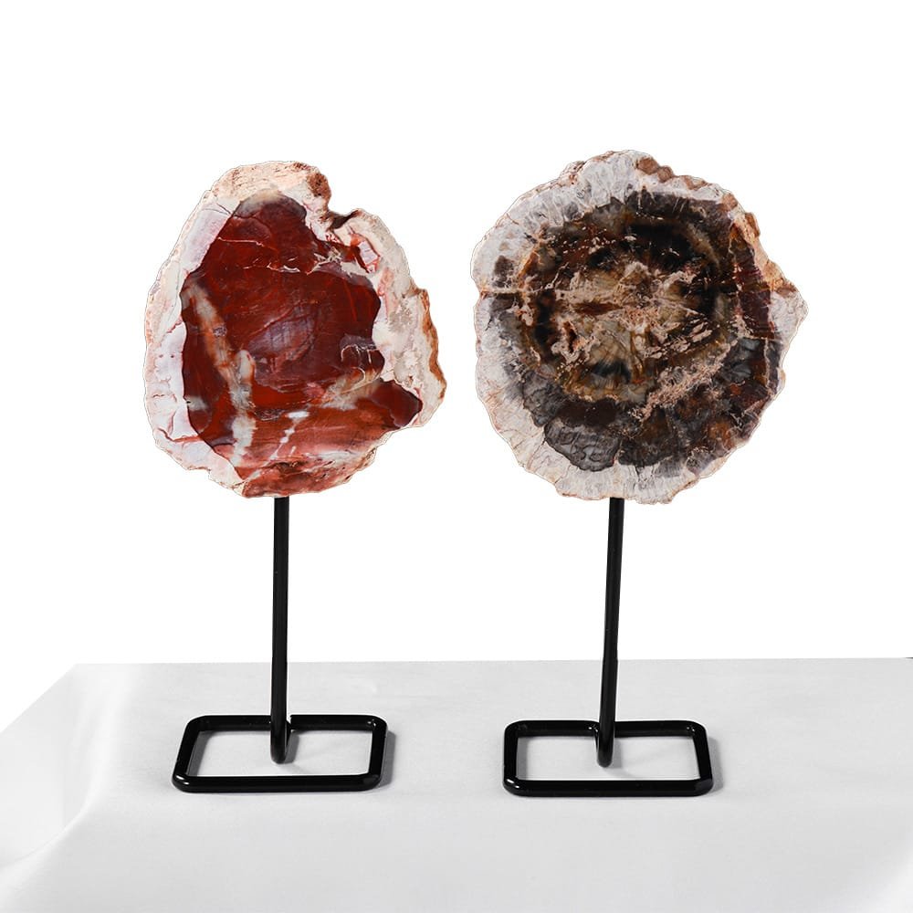 5.51-6.30 in Petrified Wood Slice Wholesale